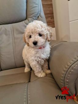 Ράτσα: Γκόλντεν Ριτρίβερ - Golden Retriever | Ηλικία: 2,5 μηνών | Φύλο: Αρσενικό | Αρ. Microchip: 25678902 | Εκπαιδευμένο | Περιοχή: Αττική